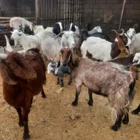 بز و بزغاله