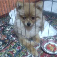 واگذاری پامرنین نر کوچیک سایز|سگ|کرمانشاه, |دیوار