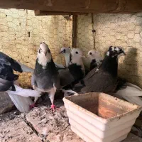 کبوتر شازده|پرنده|عنبرآباد, |دیوار