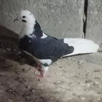 کبوتر  اوچان ساعتی