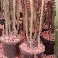 فروش افوربیا|گل و گیاه طبیعی|محلات, |دیوار