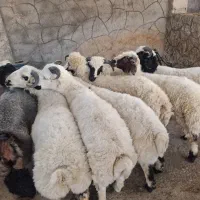 30 راس بره قویینی|حیوانات مزرعه|اصفهان, سرشبادران|دیوار