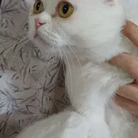 گربه نژاد میکس پرشین اسکاتیش
