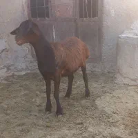 بره ماده داشتی