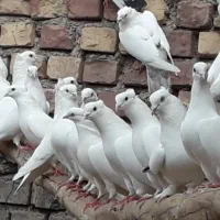 کبوتر سفید کاکلی|پرنده|اصفهان, راه آهن|دیوار