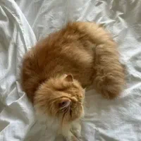 گربه نر گارفیلیدی پرشین