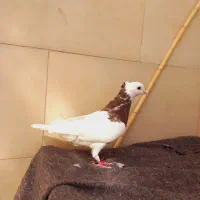 کبوتر گم شده|حیوانات|بیرجند, |دیوار