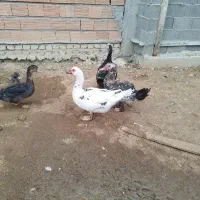 اردک خارجی|حیوانات مزرعه|گمیشان, |دیوار