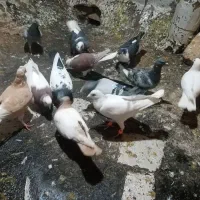 ۱۲عدد پرنده پرشی همه زدوخوردی مال تیغه|پرنده|جوین, |دیوار