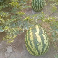 هندوانه دامی سالم‌و سوزنی