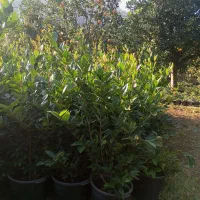 یاس هلندی سطل ۱۰