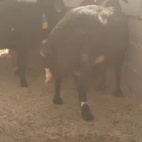 باسلام برسانن ومیش درجه یک آبستن سنگین|حیوانات مزرعه|قاسمآباد (خواف), |دیوار