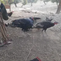 بقلمون