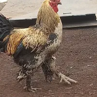 خروس|حیوانات مزرعه|اصفهان, پینارت|دیوار