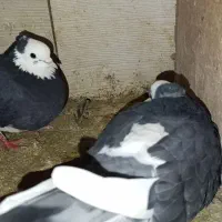 کبوترپرشی..زینتی..شازده