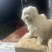 گمشده