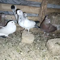 سلام تعدادی کبوتر همه روهم
