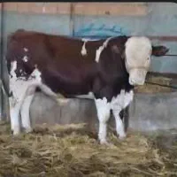 گوساله سیمینتال