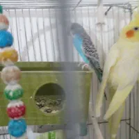 عروس هلندی سالم موقعیت سرایان سه ۴ ۱۸۰۰|پرنده|فردوس (خراسان), |دیوار