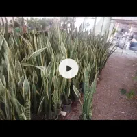گل سانسوریا تک و عمده|گل و گیاه طبیعی|محمدیه-قزوین, |دیوار