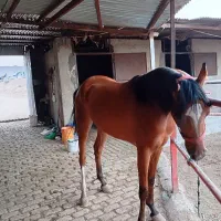 عرب یکسر