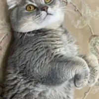 گربه اسکاتیش برای جفت گیری