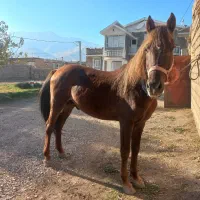 اسب کرد|اسب و تجهیزات اسب‌سواری|ارومیه, |دیوار