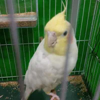 عروس هلندی آوازخوان سرحال سالم