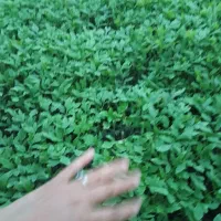 فروش نشا گوجه فرنگی