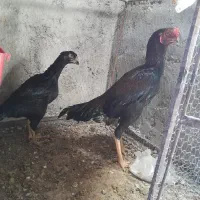 مرغ خروس لاری|حیوانات مزرعه|مهریز, |دیوار