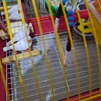 فنچ نر و ماده|پرنده|تبریز, |دیوار