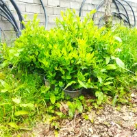 یاس هلندی فوتونیا فتونیا شمشاد گل و گیاه