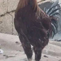 مرغ و خروس|حیوانات مزرعه|کوار, |دیوار