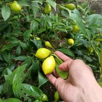 نهال لیمو لایمکوات چهار فصل پر بار