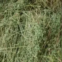 فروش یونجه