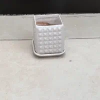 گلدان|گل و گیاه طبیعی|اهواز, کوی نفت|دیوار