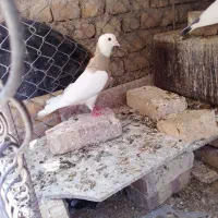 طوقی‌‌زردبا‌‌عروس‌معاوضه‌میشه