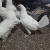 جوجه ویاندوت یوکوهاما سوماترا ایام‌سمانی براکل‌|حیوانات مزرعه|تهران, آهنگ|دیوار