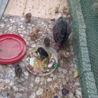 مرغ محلی جوجه دار|حیوانات مزرعه|باوی, |دیوار