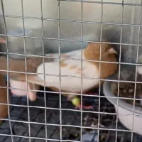 کفتر سینه ای ماده گمشده