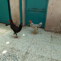 دو عدد خروس جوان