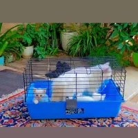 گربه پرشین همراه با دوتا بچه|گربه|گرگان, |دیوار