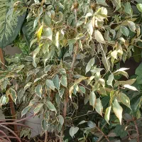 گلهای طبیعی