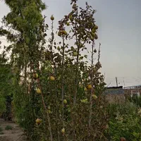 کارهای باغبانی برای خانه باغ