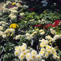 گل داوودی و فصلی *گلخانه من *|گل و گیاه طبیعی|بیرجند, |دیوار