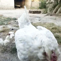 مرغ گلین