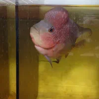 فروش فلاور|ماهی|مرودشت, مسجد رسول‎|دیوار