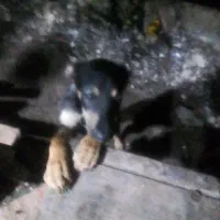 سگ دوبرمن پینچر