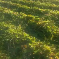 بذر توت فرنگی کاموروس|عمده‌فروشی|مزرعه کتول, |دیوار