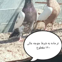 کفتر جوان بی عیب  ۰۰|پرنده|شیراز, پودنک|دیوار